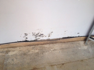 Mold growing on a wall…