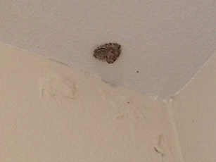 Dirt coming out of the ceiling is also evidence of termite activity.